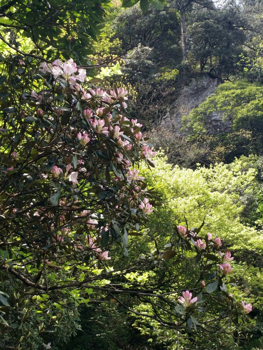 杜鹃山(笔架山)