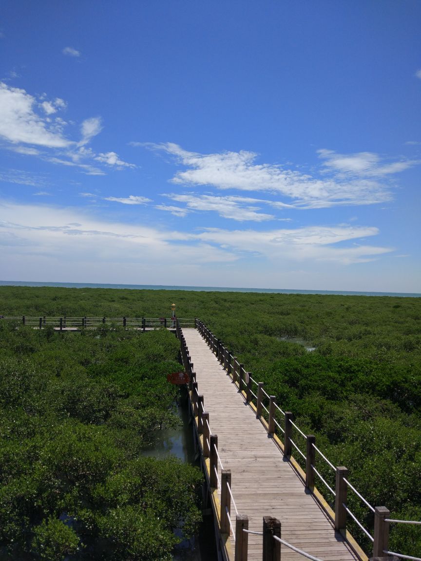 北海金海湾红树林生态旅游区