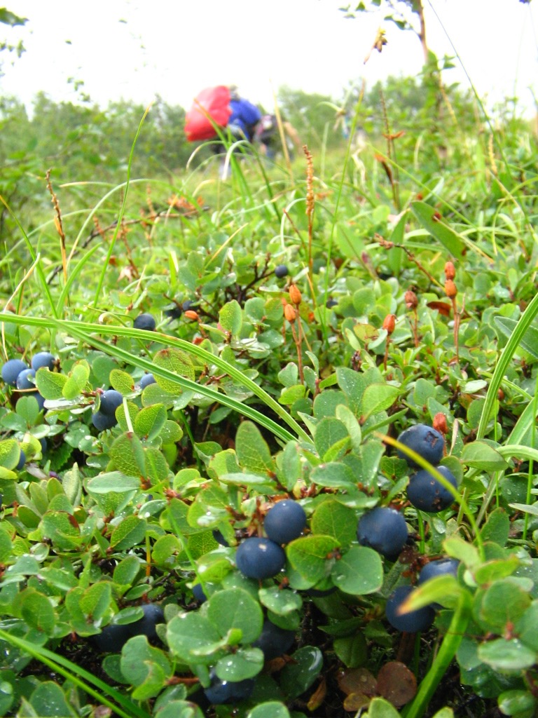 雨季过了,山上的野果实也成熟了,可以采摘野生蓝莓,北国红豆