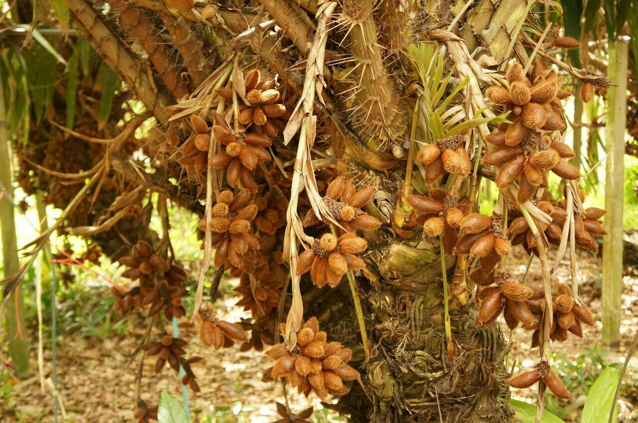 在这里你几乎可以找到全部的热带水果,榴莲,菠萝蜜,蛇皮果,红毛丹这里