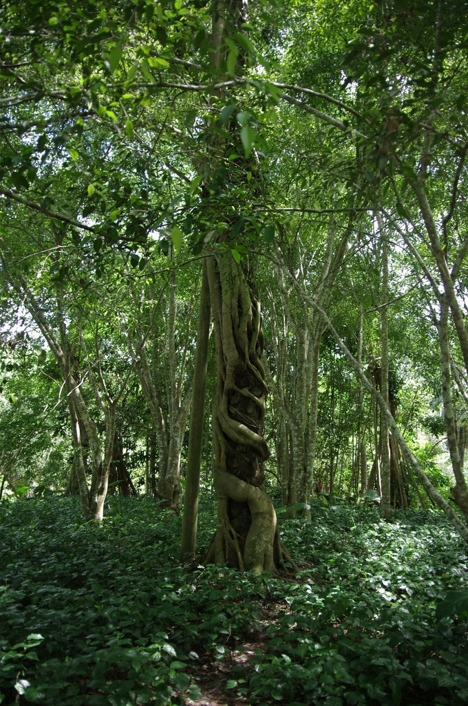 热带雨林独特的生物现象--"绞杀".植物之间的生死搏斗.