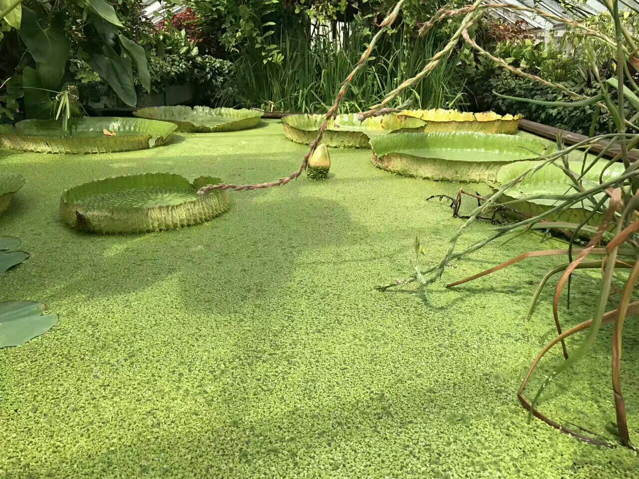 剑桥大学植物园