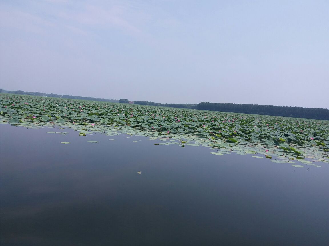 滕州微山湖红荷湿地景区好玩吗,滕州微山湖红荷湿地景区景点怎么样