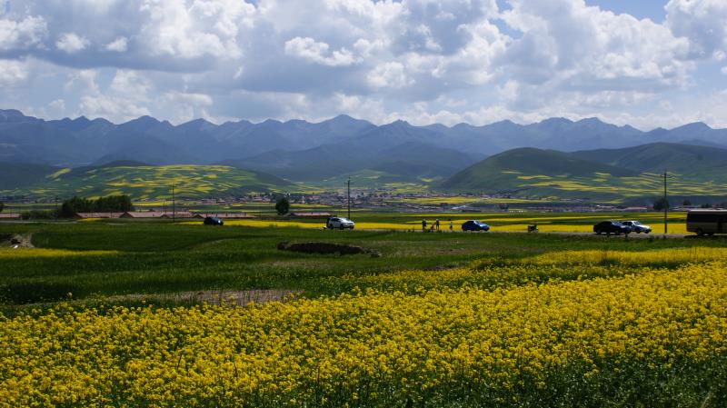 门源油菜花