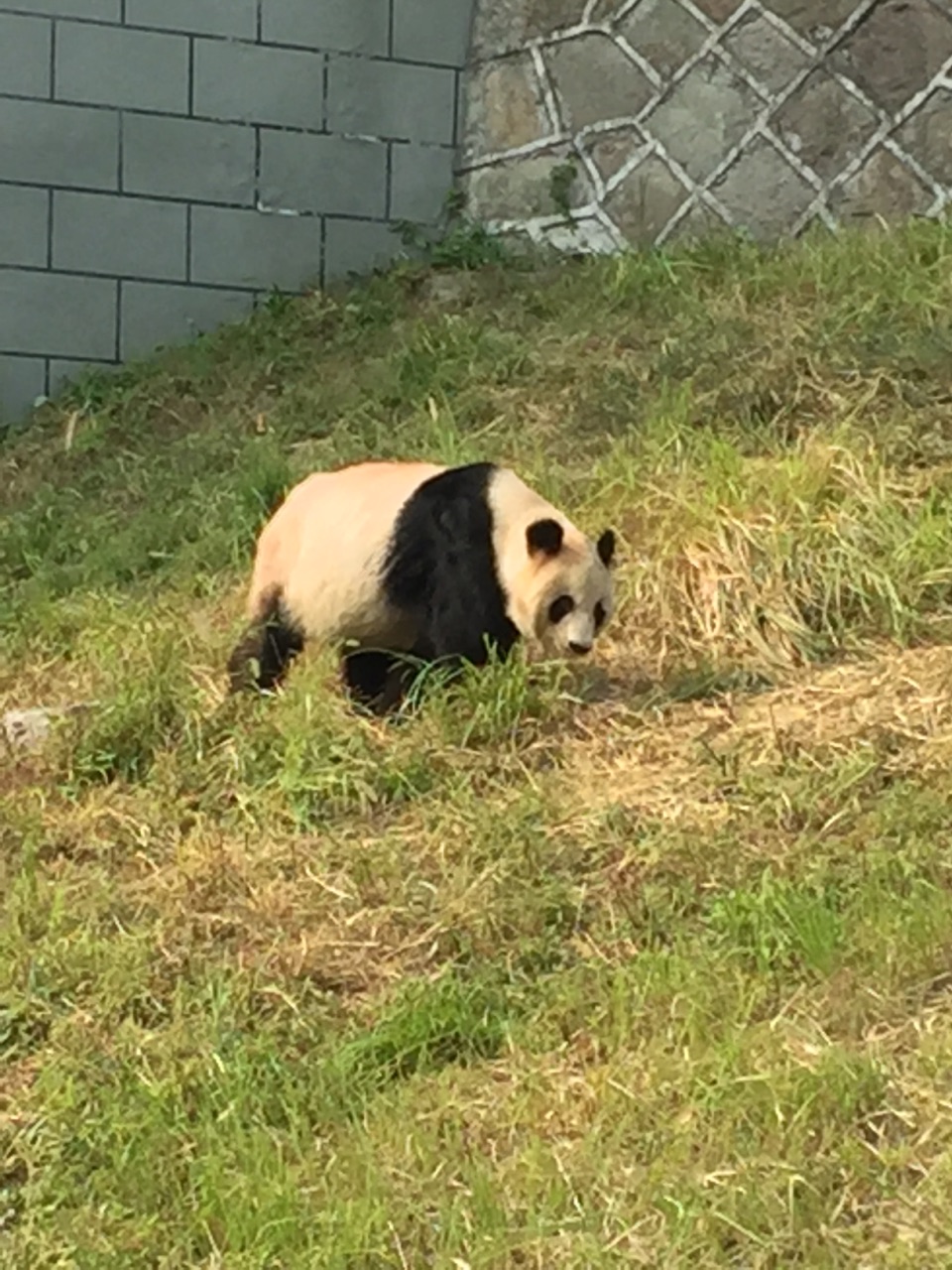 下渚湖熊猫园