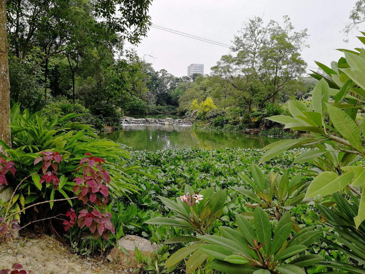 广西药用植物园