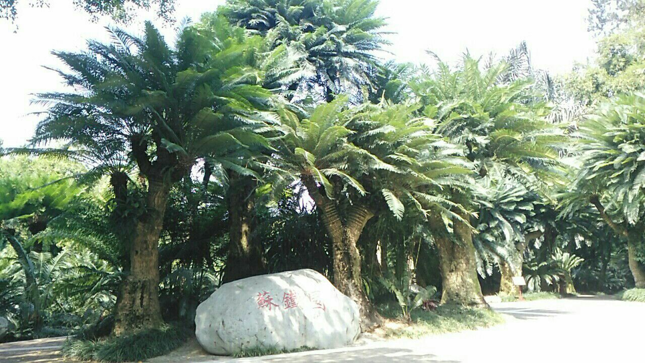千年苏铁园