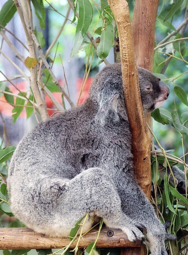 来了澳大利亚几次,终于在布里斯班的龙柏考拉保护区(lone pine koala