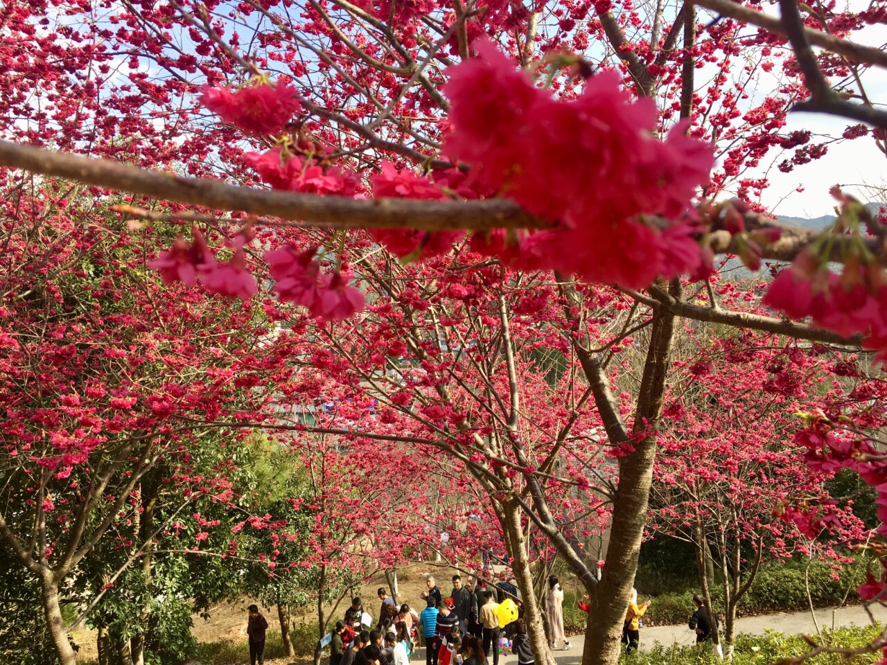 永福樱花园