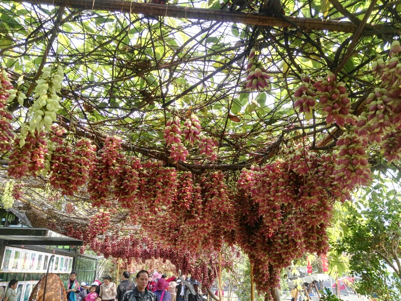 清远市(市花)禾雀花基地