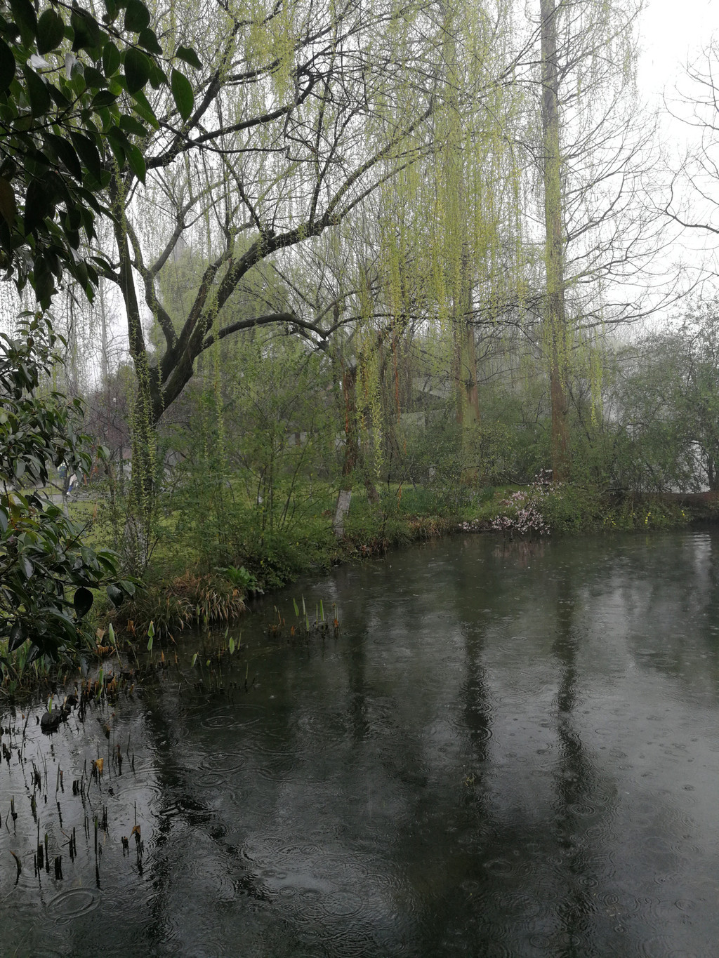 三月烟雨杭州行