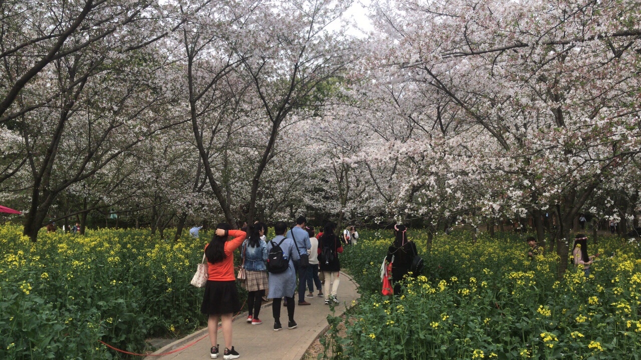 东湖樱花园