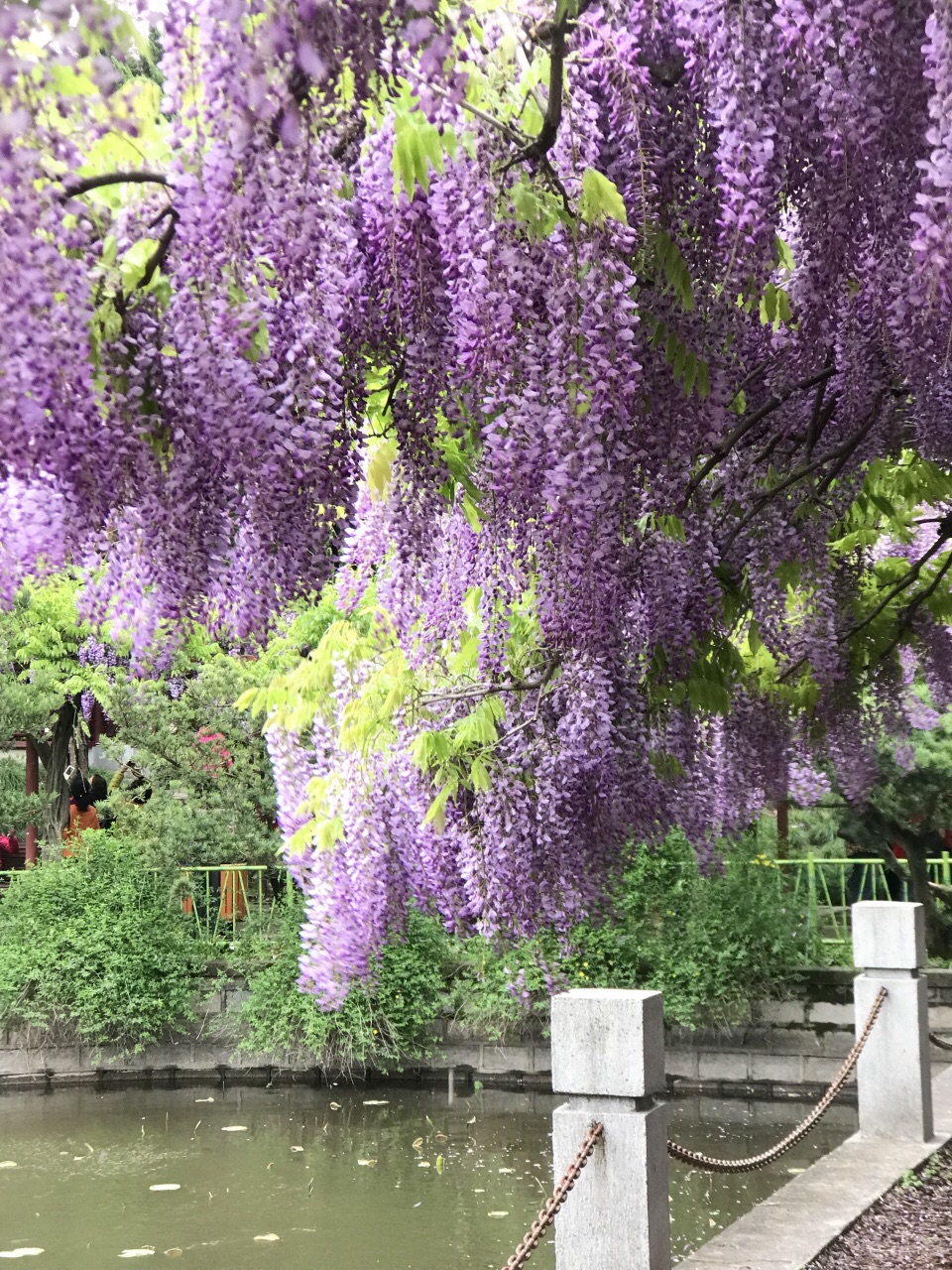 四月中旬的紫藤园,华丽紫色是唯一的主角,品种各异的紫藤花,流苏般的