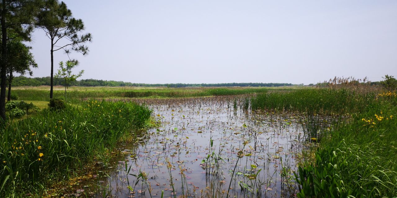 东滩湿地公园