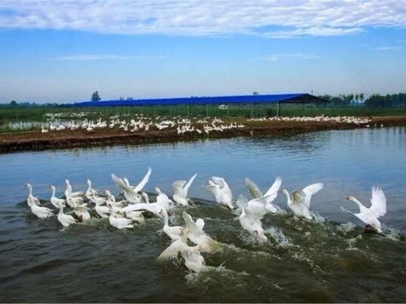 商河鹤鸣湖七彩庄园攻略-鹤鸣湖七彩庄园门票价格多少钱-团购票价预定