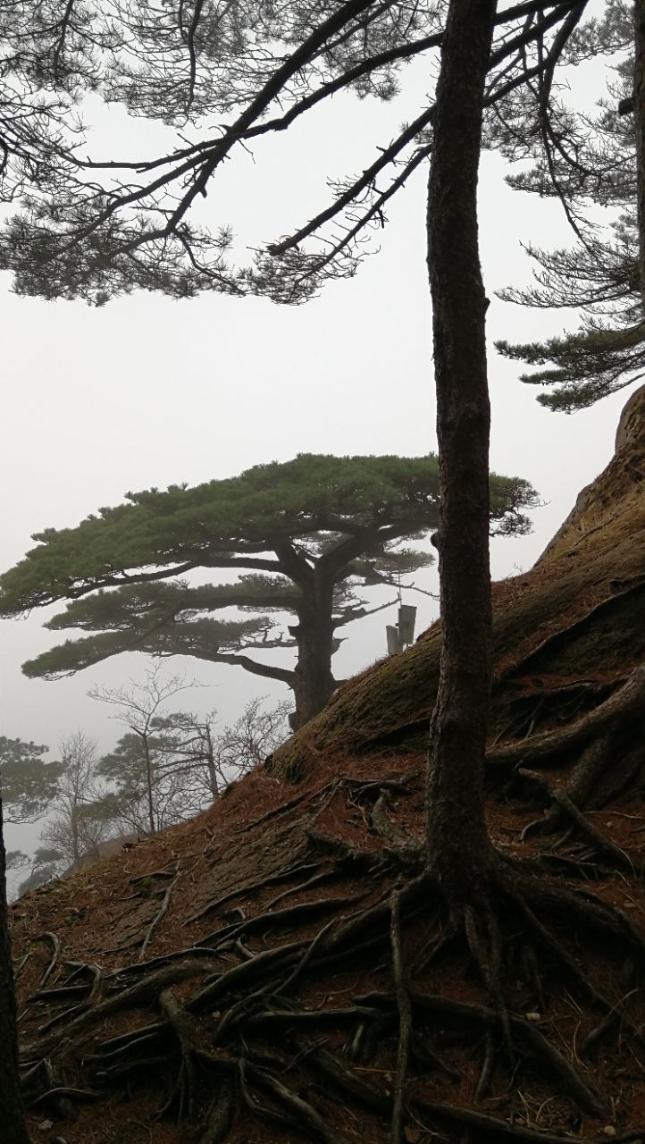 黄山风景区龙爪松好玩吗,黄山风景区龙爪松景点怎么样