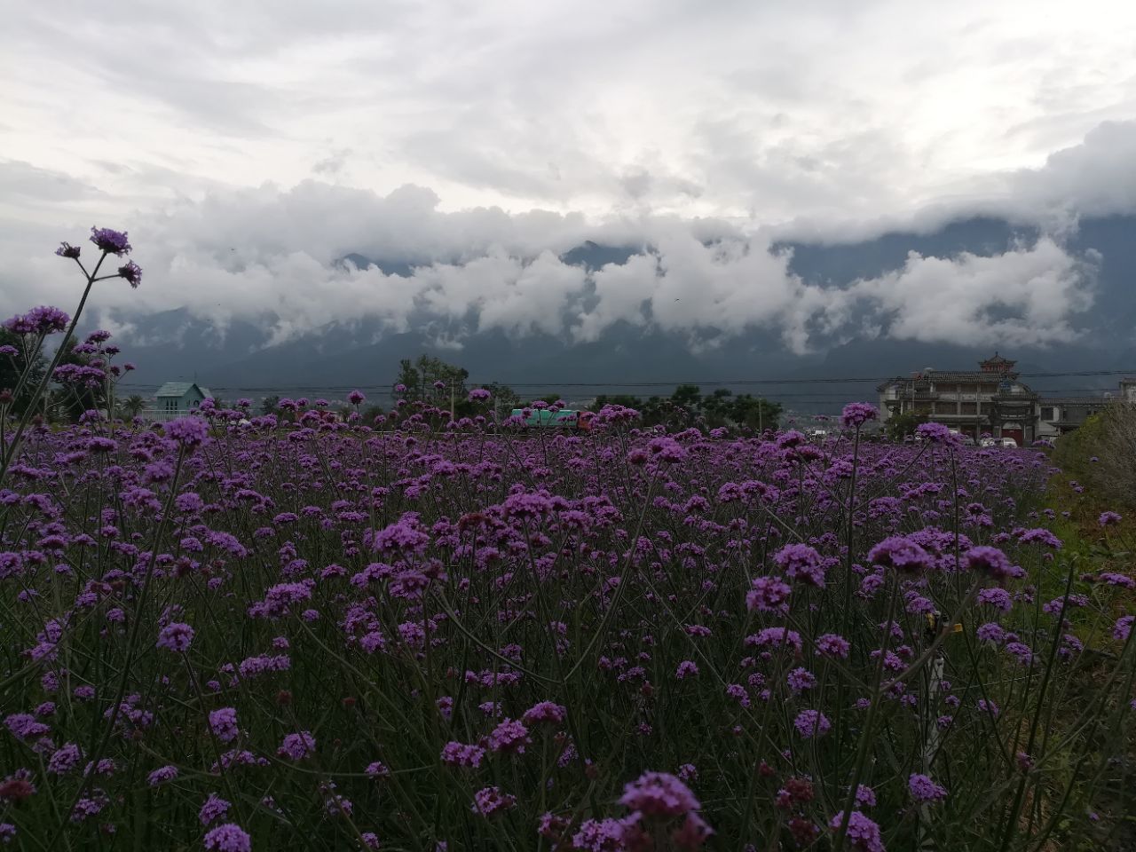 云海芳草千亩花卉博览园