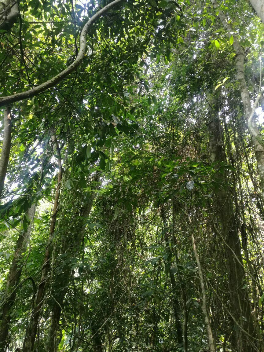 西双版纳热带雨林国家公园望天树景区