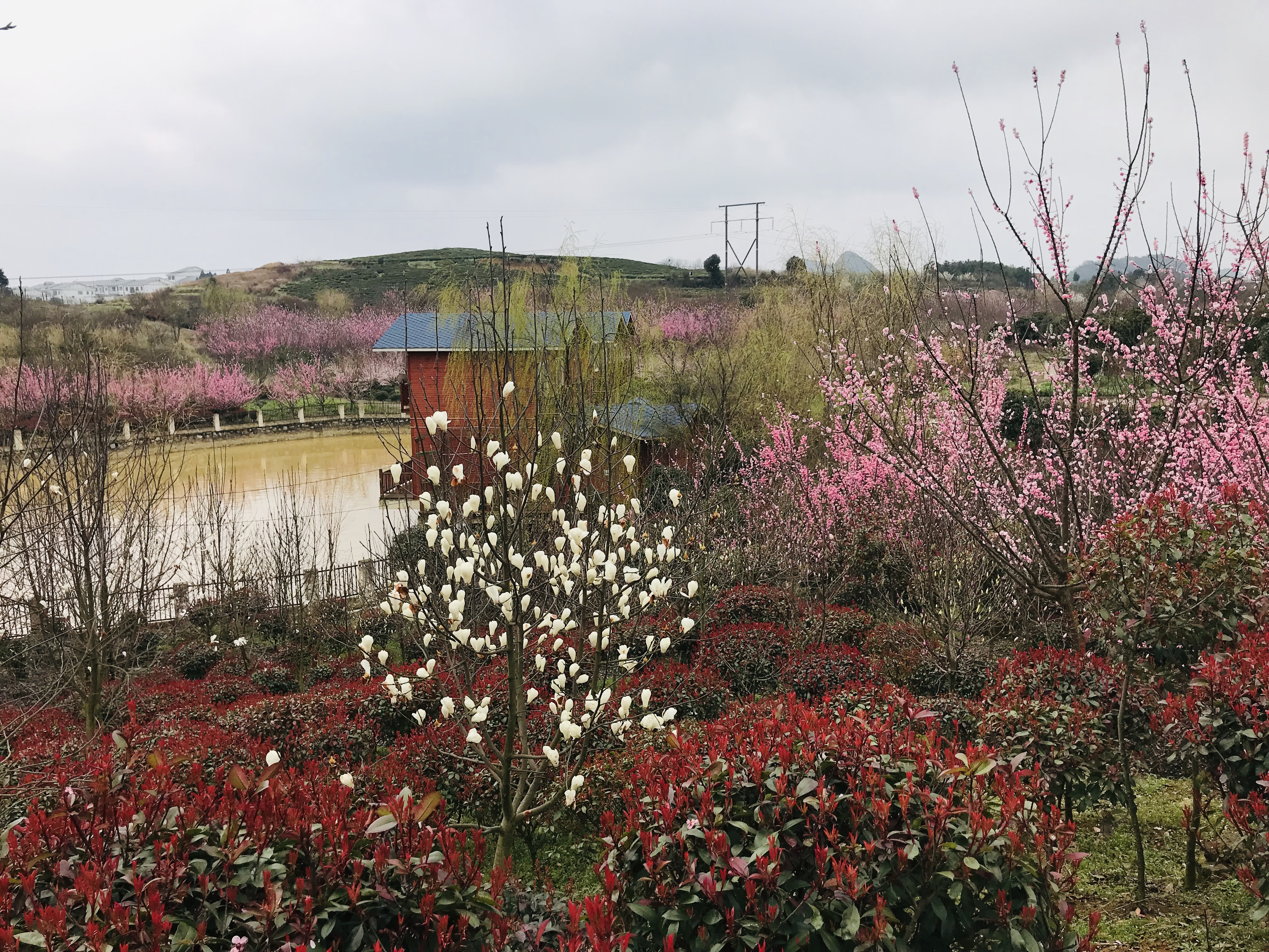 安顺平坝农场樱花园攻略,安顺平坝农场樱花园门票