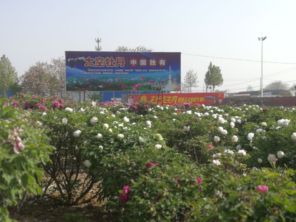 菏泽曹州百花园好玩吗,菏泽曹州百花园景点怎么样