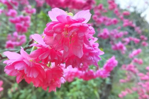 九仙桃花海 分
