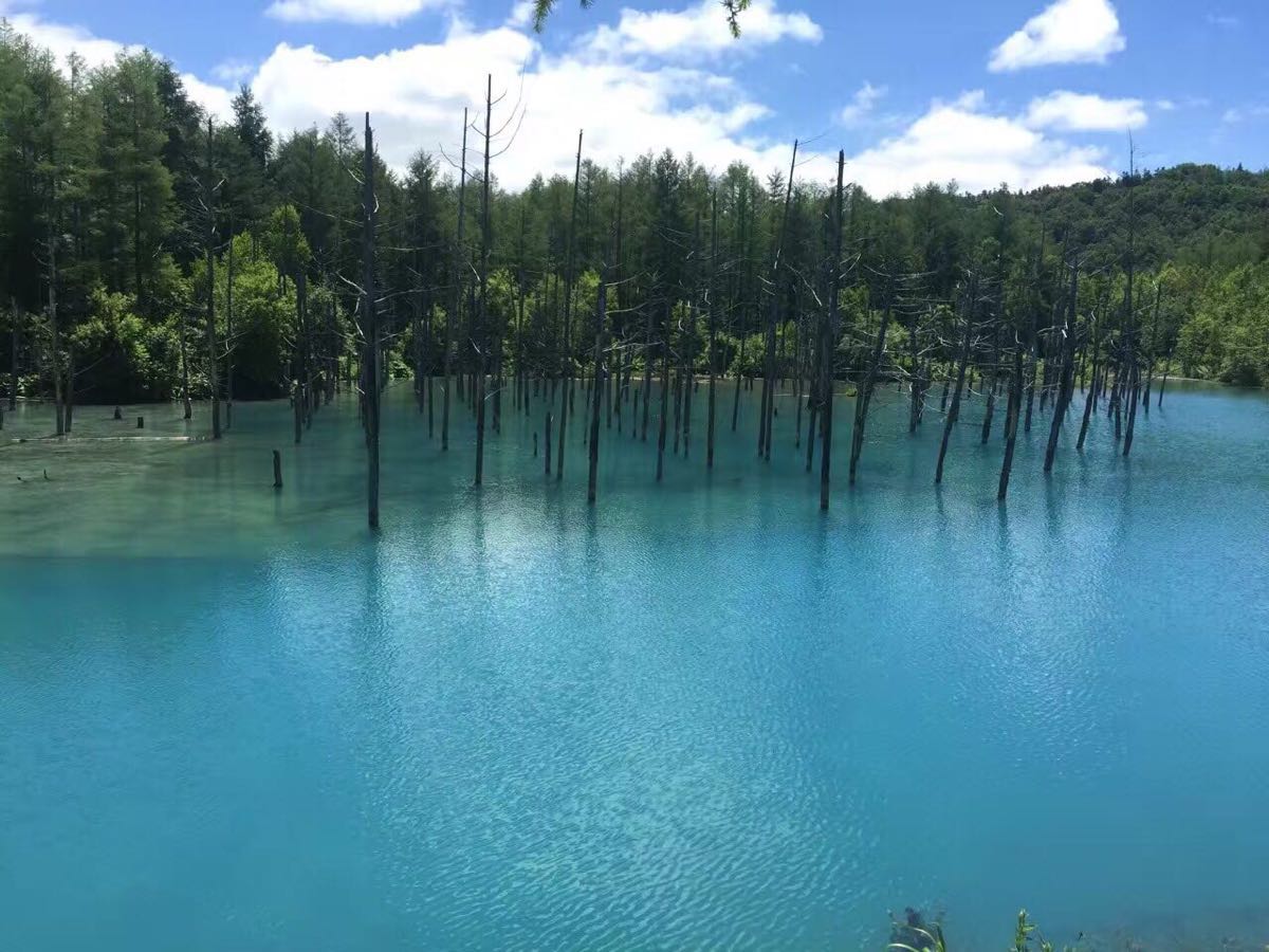 【携程攻略】美瑛町青池景点,美瑛青池,风景无限好 这里还没有被完全