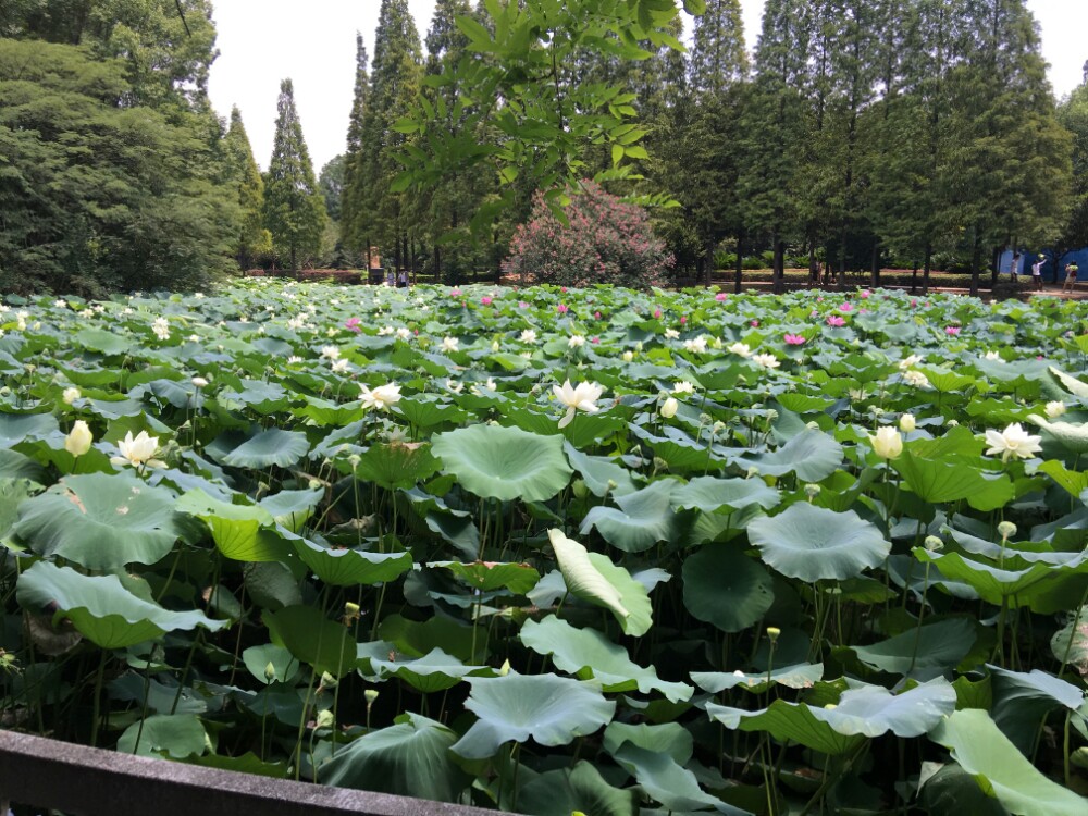 【携程攻略】湖南衡阳西湖公园好玩吗,湖南西湖公园样