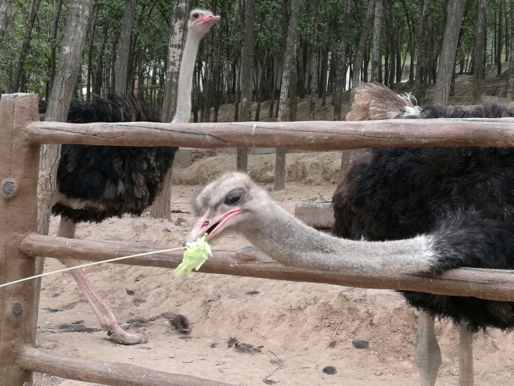 青藏高原野生动物园