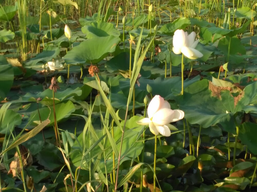 铁岭莲花湿地