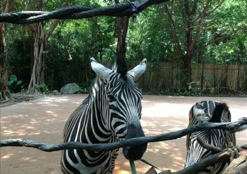 公园以大规模野生动物种群放养和自驾车观赏为特色,集动,植物的保护