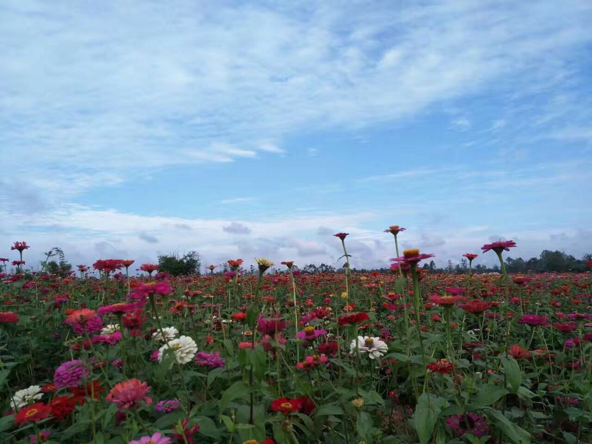 蔚然花海