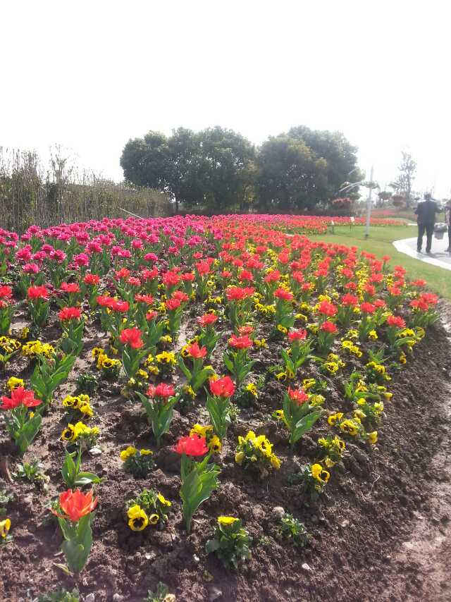 【携程攻略】上海周浦花海好玩吗,上海周浦花海景点怎么样_点评_评价