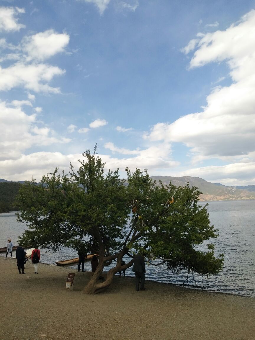 情人树