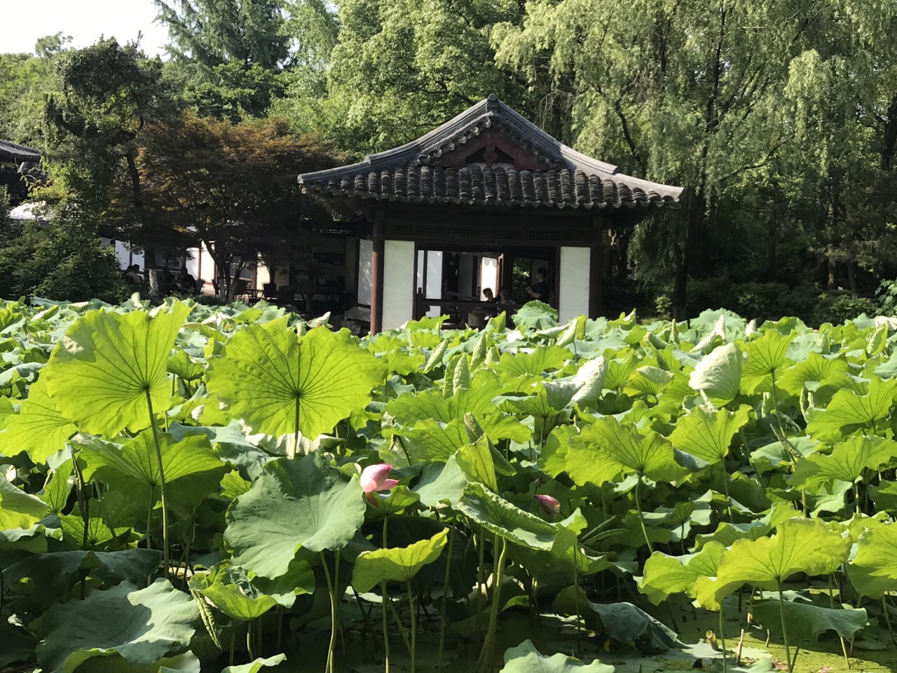 【携程攻略】湖州莲花庄好玩吗,湖州莲花庄景点怎么样