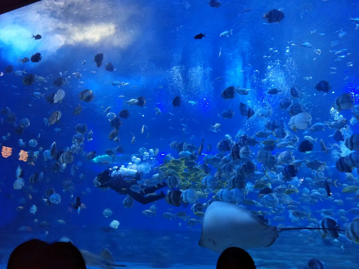 重庆汉海海洋公园好玩吗,重庆汉海海洋公园景点怎么样