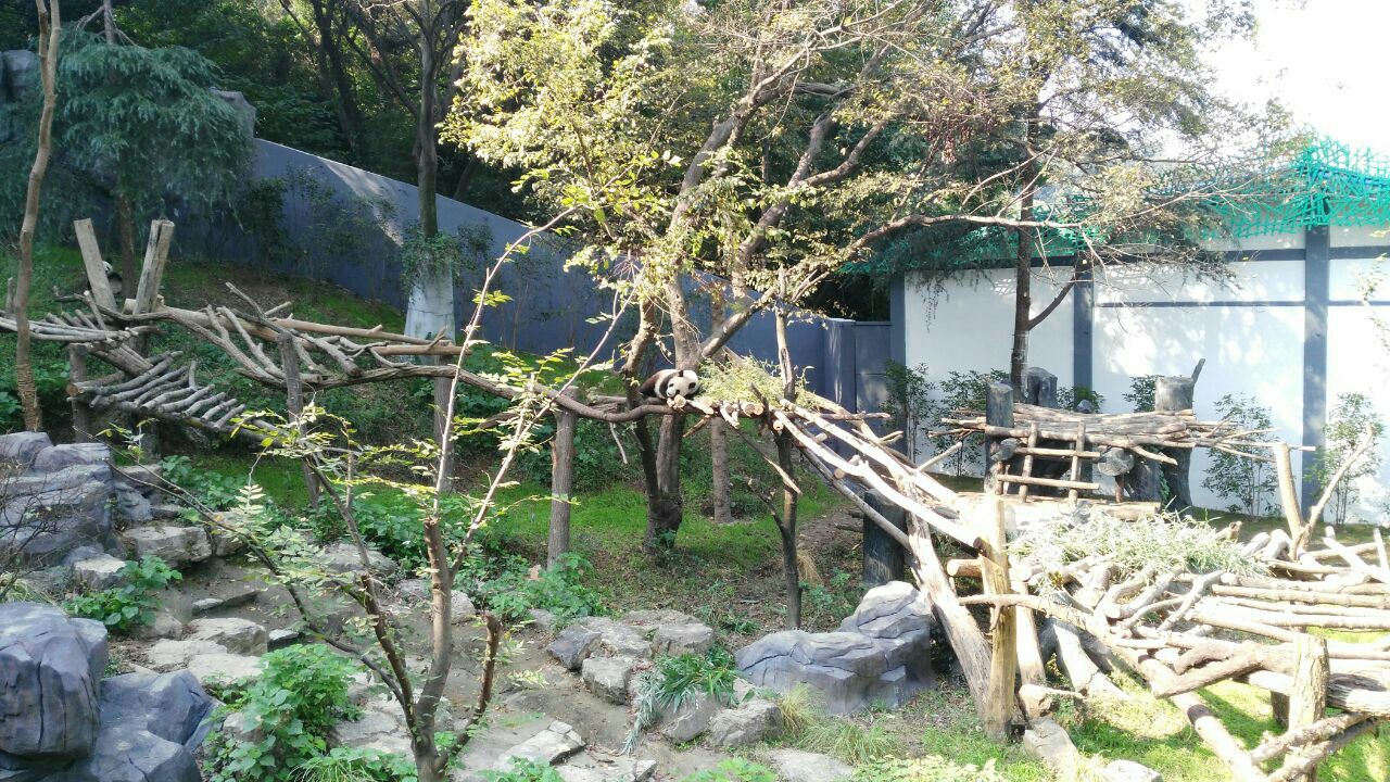 红山森林动物园,地铁1号线红山动物园站1号口出来步行约5分钟。虽然里面有很多馆,但是要上山下山上坡下坡,步行时间比较长,所有馆全部走一遍大概4个小时,我们去了大概10个馆,一半不到,花了整整2个小时。重头戏是熊猫馆和考拉馆。考拉馆有两间玻璃房,一间是母子两只,一间单独一只。基本在睡觉,不过突然抬头低头动了起来,等你还没缓过神,人家又睡着了,憨态可掬,真是可爱!