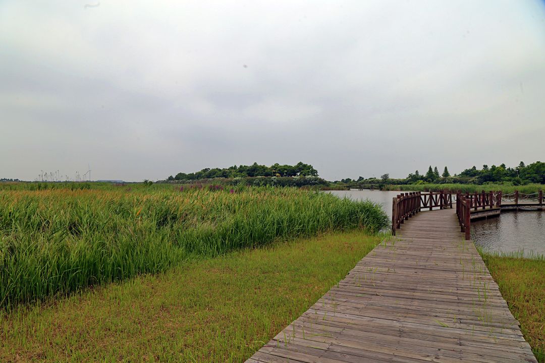 东滩湿地公园位于崇明岛的最东部.