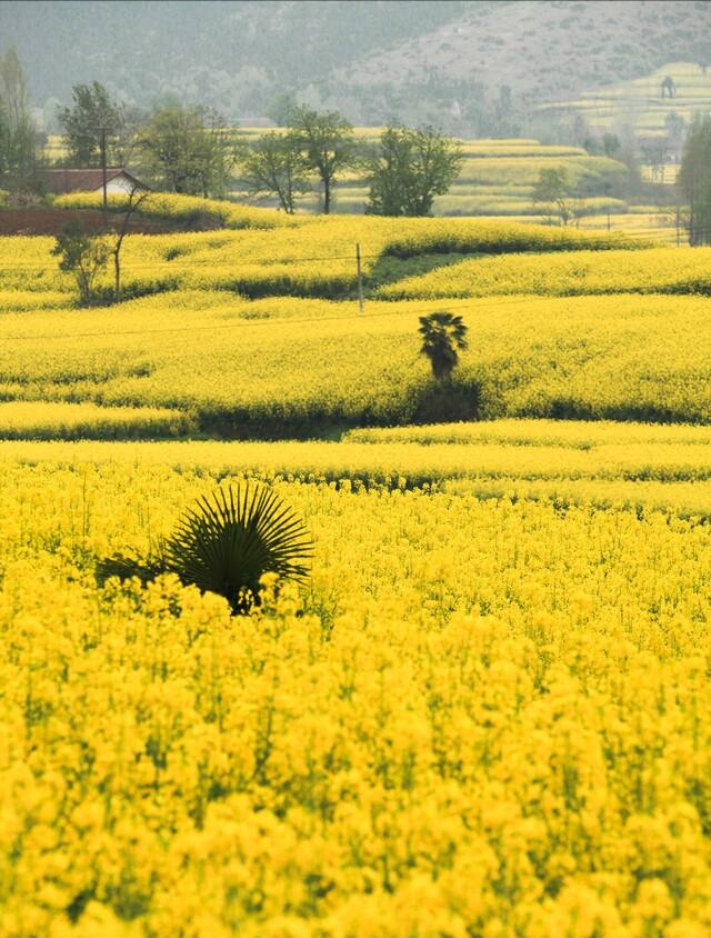 【携程攻略】汉中百万亩油菜花田好玩吗,汉中百万亩花