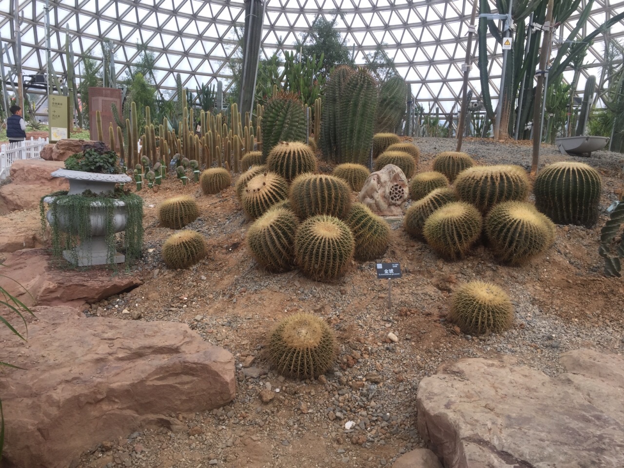 大阳山植物园里有两个展馆,一个是热带温室植物,像鸡蛋花这种的,还有