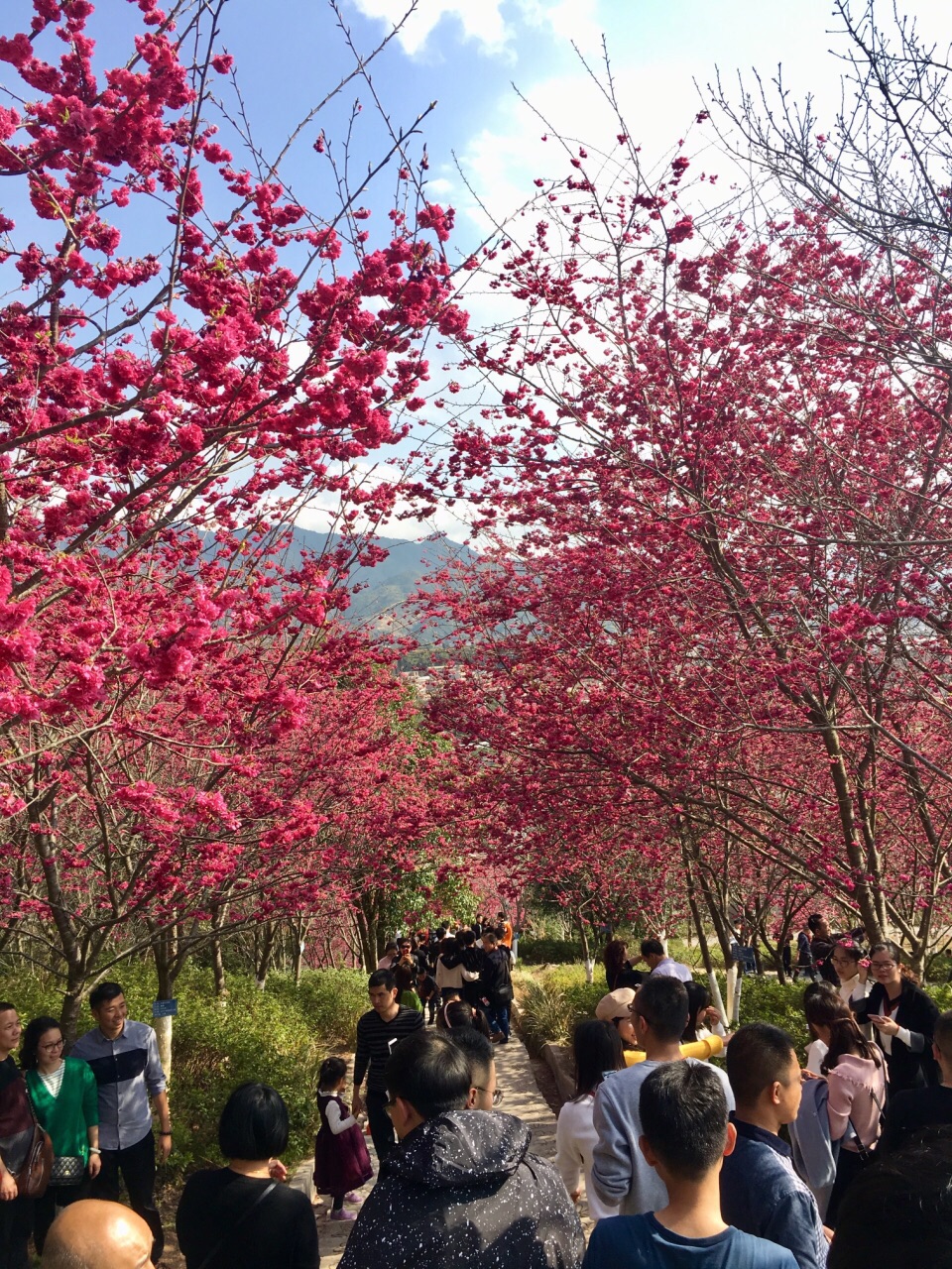 2022永福樱花园游玩攻略,.花枝,永福樱花在春节期间.【去哪儿攻略】