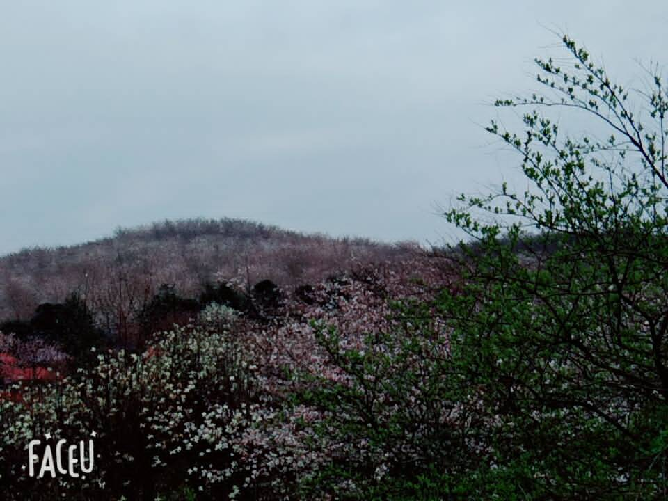 安顺平坝农场樱花园攻略,安顺平坝农场樱花园门票