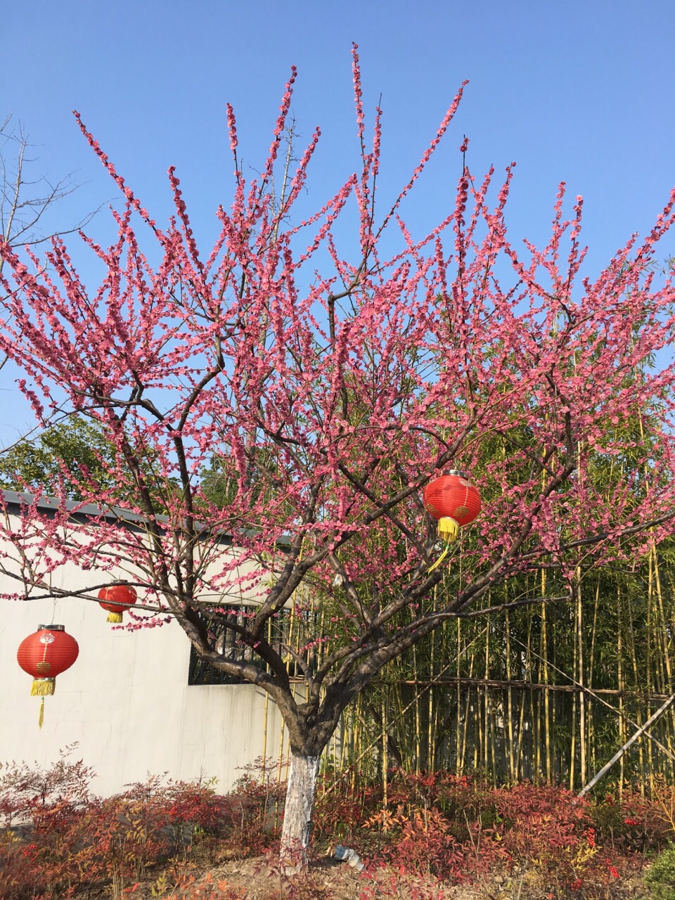 上海莘庄梅园好玩吗,上海莘庄梅园景点怎么样_点评