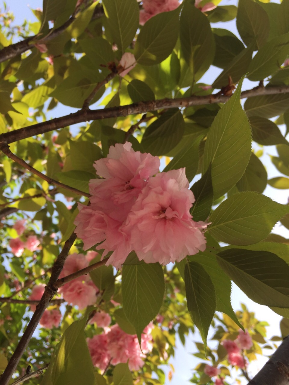 去晚了,基本上没有樱花了,全是叶子