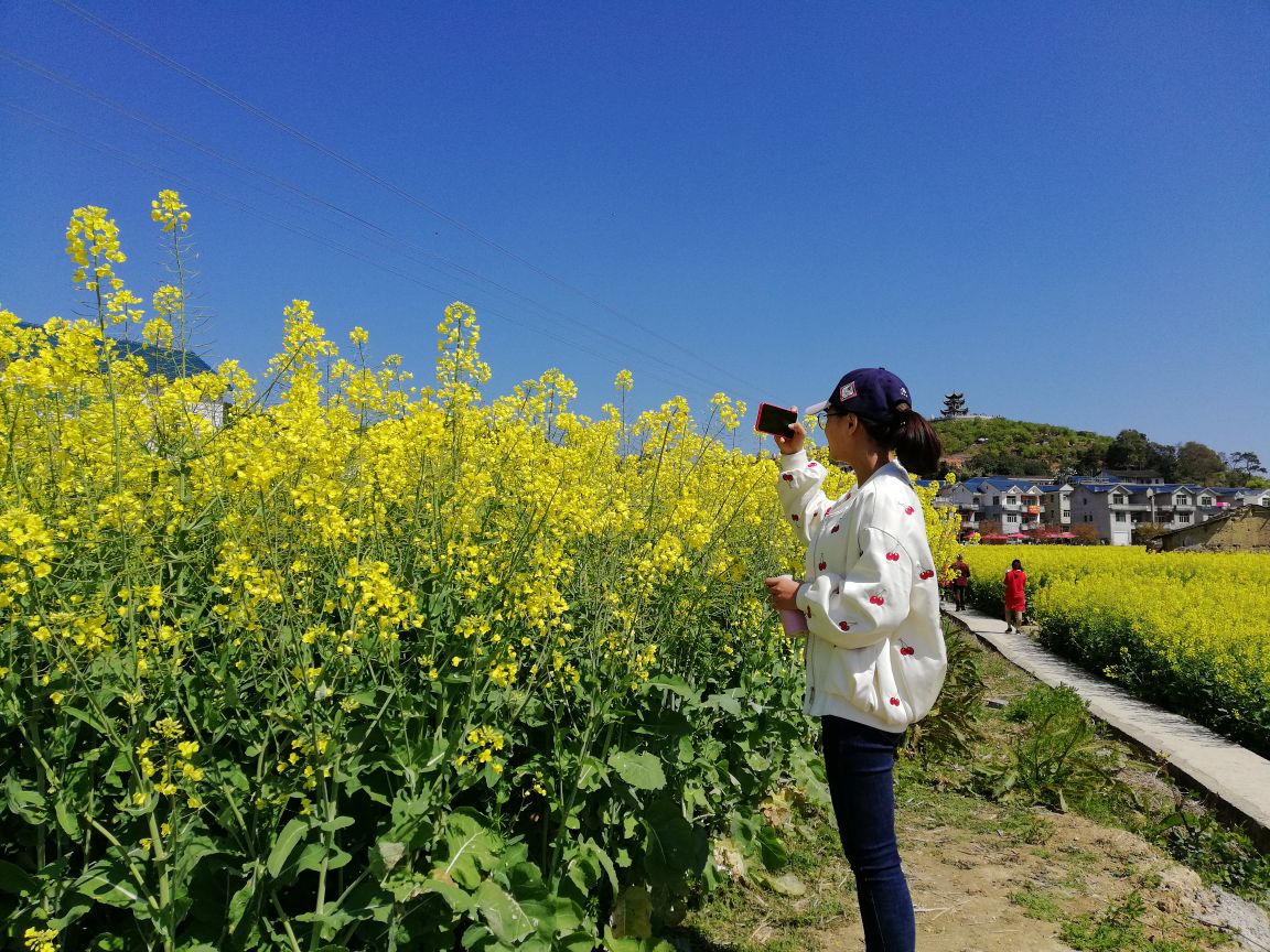 【携程攻略】莆田坪盘村油菜花景点,最近去了一趟坪盘