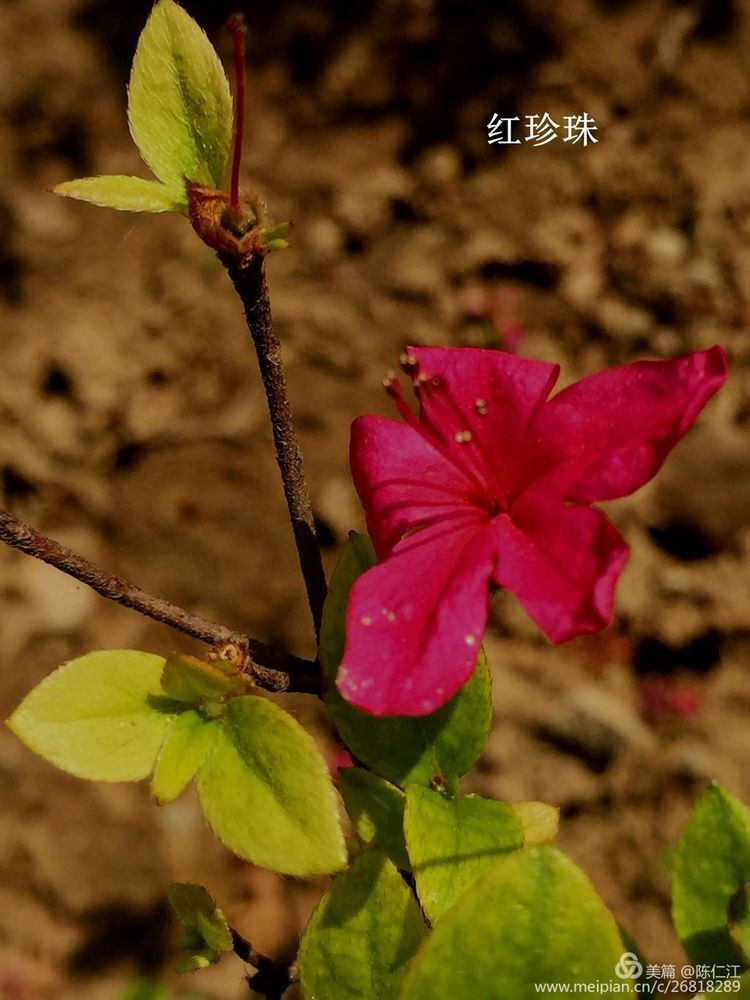 红珍珠,这种杜鹃花似乎喜欢单独生长.