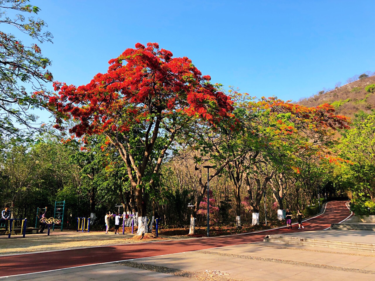 攀枝花公园位于市中心,也是城市中心的一块绿肺,每天在这里晨练的人