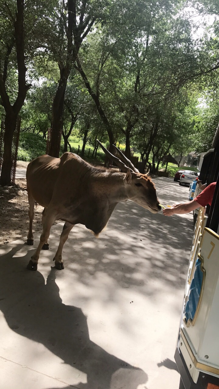 北京野生动物园
