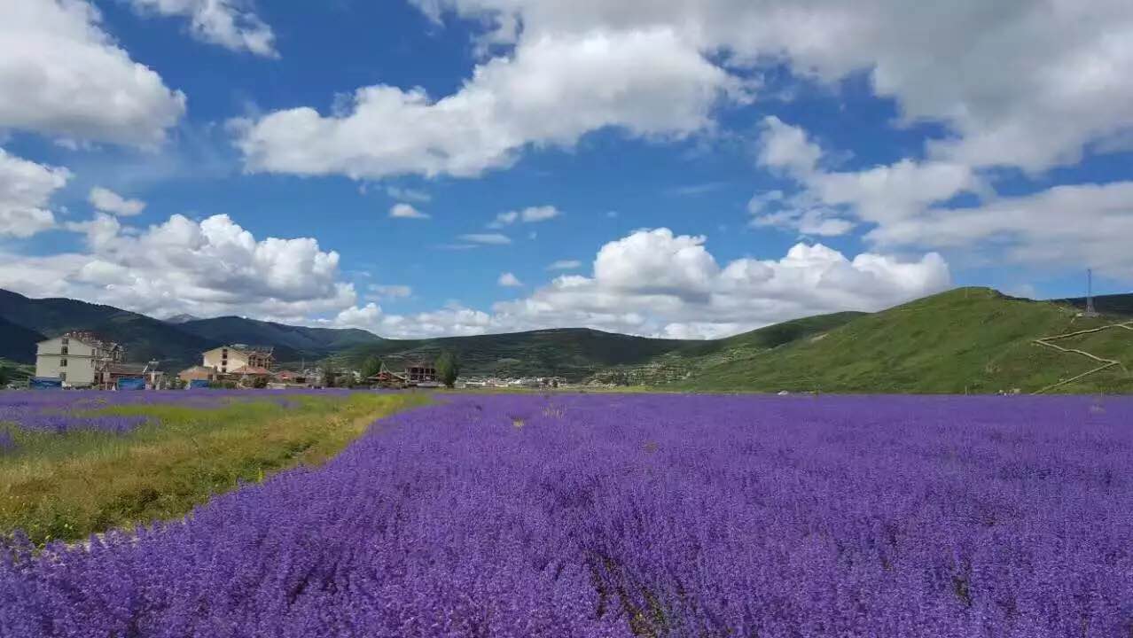 川主寺离薰衣草基地远不-松潘旅游问答【携程攻略】