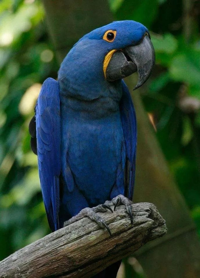 温州惊现3500㎡疯狂动物城!1600 奇珍异兽!7月14日大开眼界!