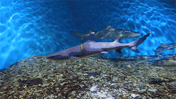 壁纸 动物 海底 海底世界 海洋馆 水族馆 鱼 鱼类 350_197 gif 动态图